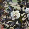 Physocarpus Opulifolius 'Midnight' -Cheap Tree Foliage Store T66382 PHYS 1