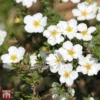 Potentilla Fruticosa 'Crème Brule' First Edition -Cheap Tree Foliage Store T66401 POTE 1