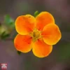 Potentilla Fruticosa 'Hopleys Orange' -Cheap Tree Foliage Store T66403 POTE 1