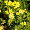 Potentilla Fruticosa 'Sommerflor' -Cheap Tree Foliage Store T66408 POTE 1