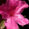 Rhododendron 'Blaauws Pink' 2 Rhododendron 'Blaauws Pink' -Cheap Tree Foliage Store T66422 AZAL 1