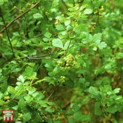 Rhus Aromatica 'Gro-Low'