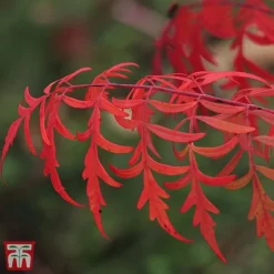 Rhus Glabra 'Laciniata' 6 Rhus Glabra 'Laciniata' -Cheap Tree Foliage Store T66428 RHUS 2