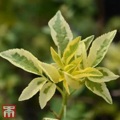 Sambucus Nigra 'Madonna'