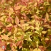 Spiraea Japonica 'Golden Princess'