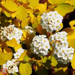Spiraea X Vanhouttei 'Gold Fountain'