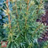 Taxus Baccata 'Ivory Tower' 2 Taxus Baccata 'Ivory Tower' -Cheap Tree Foliage Store T66489 TAXU 1