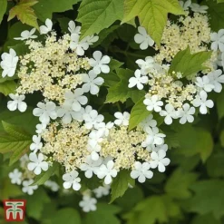 Viburnum Opulus 'Nanum'