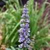Vitex Agnus-castus F. Latifolia -Cheap Tree Foliage Store T66520 VITE 1
