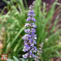 Vitex Agnus-castus F. Latifolia