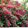 Weigela 'Bristol Ruby' 2 Weigela 'Bristol Ruby' -Cheap Tree Foliage Store T66524 WEIG 2