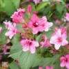 Weigela Florida 'Korea' 1 Weigela Florida 'Korea' -Cheap Tree Foliage Store T66527 WEIG 1