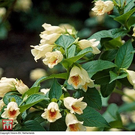 Weigela Middendorffiana 3 Weigela Middendorffiana
