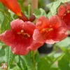 Campsis Radicans 'Stromboli'