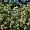 Fothergilla X Intermedia 'Blue Shadow' 1 Fothergilla X Intermedia 'Blue Shadow' -Cheap Tree Foliage Store T67931 FOTH 1