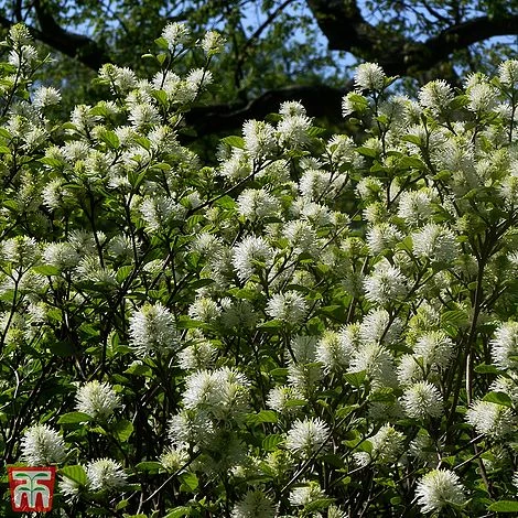 Fothergilla X Intermedia 'Blue Shadow' 3 Fothergilla X Intermedia 'Blue Shadow'