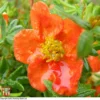 Potentilla Fruticosa 'Red Ace' -Cheap Tree Foliage Store T68158 POTE 1