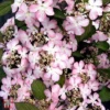 Viburnum Plicatum F. Tomentosum 'Molly Schroeder'