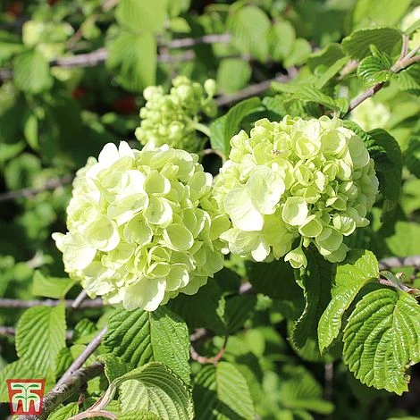 Viburnum Plicatum F. Plicatum 'Popcorn' 3 Viburnum Plicatum F. Plicatum 'Popcorn'
