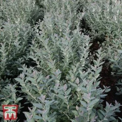 Zenobia Pulverulenta 'Blue Sky' -Cheap Tree Foliage Store T68227 ZENO 1