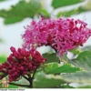 Clerodendrum Bungei 'Pink Diamond' -Cheap Tree Foliage Store T68298 CLER 1