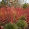 Cornus Alba 'Baton Rouge' -Cheap Tree Foliage Store T68300 CORN 1