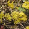 Cornus Mas 'Jolico' -Cheap Tree Foliage Store T68320 CORN 1