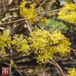 Cornus Mas 'Jolico'