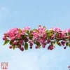 Crab Apple 'Indian Magic' -Cheap Tree Foliage Store T68425 CRAB 1