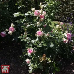 Rose 'Eden Rose 88' -Cheap Tree Foliage Store T68469 ROSE 2