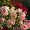 Rose 'Eden Rose 88' -Cheap Tree Foliage Store T68469 ROSE 3