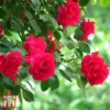 Rose 'Fairy Queen' -Cheap Tree Foliage Store T68471 ROSE 1