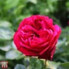 Rose 'Red Eden Rose' 2 Rose 'Red Eden Rose' -Cheap Tree Foliage Store T68503 ROSE 1