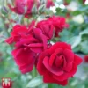Rose 'Thats Jazz' -Cheap Tree Foliage Store T68509 ROSE 1
