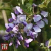 Wisteria Brachybotrys 'Okayama' -Cheap Tree Foliage Store T68559 WIST 1