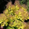 Cotinus Coggygria 'Golden Spirit' -Cheap Tree Foliage Store T73884 COTI 1