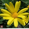Euryops Pectinatus -Cheap Tree Foliage Store T77370 EURY 1