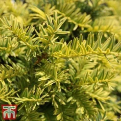 Taxus Baccata 'Summergold' -Cheap Tree Foliage Store TAX TKA3590 C