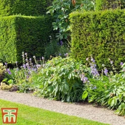 Taxus X Media 'Hicksii' 8 Taxus X Media 'Hicksii' -Cheap Tree Foliage Store TAXU T63575 C