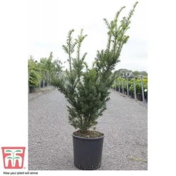 Taxus X Media 'Hicksii' 9 Taxus X Media 'Hicksii' -Cheap Tree Foliage Store TAXU T63575 D