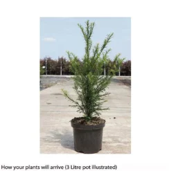 Taxus Baccata -Cheap Tree Foliage Store TAXU T66488 B h