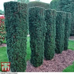 Taxus Baccata -Cheap Tree Foliage Store TAXU T66488 C1