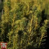 Taxus Baccata 'David'