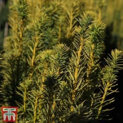 Taxus Baccata 'David'