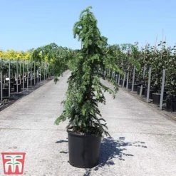 Taxus Baccata 'Dovastoniana' -Cheap Tree Foliage Store TAXU TKA3580 B
