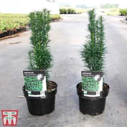 Taxus Baccata 'Fastigiata Robusta' -Cheap Tree Foliage Store TAXU TKA3584 A