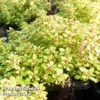 Thymus 'Archer's Gold' 1 Thymus 'Archer's Gold' -Cheap Tree Foliage Store THYM KC9145 A