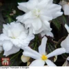 Begonia 'Nonstop Joy Mocca White' -Cheap Tree Foliage Store TKA0102 BEG 1