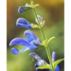 Salvia 'African Sky' 1 Salvia 'African Sky' -Cheap Tree Foliage Store TKA0981 SALV 1