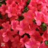 Rhododendron 'Marilee' (Azalea Group) -Cheap Tree Foliage Store TKA1322 AZAL 1